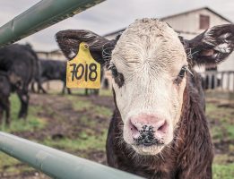 LE ZOONOSI E IL RISCHIO BIOLOGICO